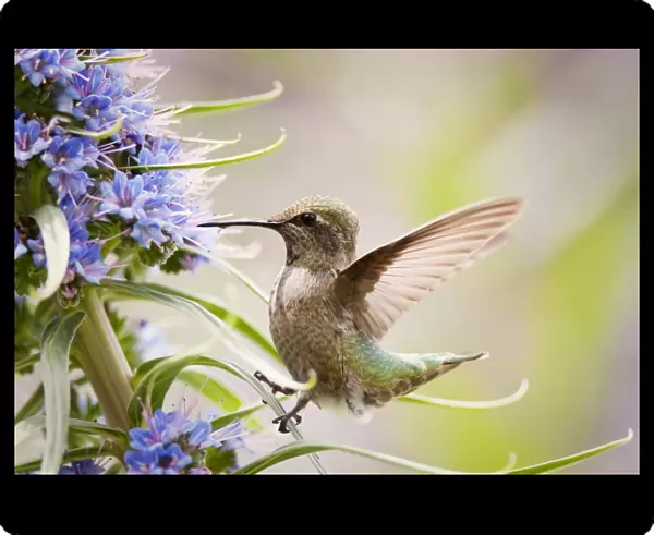 Hummingbird Closeup