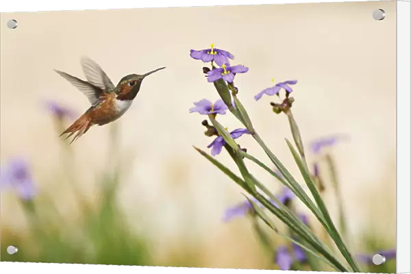 Rufous Hummingbird and Blue-Eyed Grass Flowers