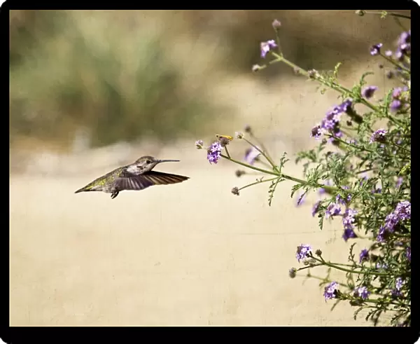 Two Friends-Annas Hummingbird