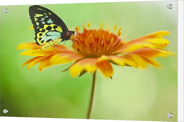 Colorful Butterly on Orange Flower