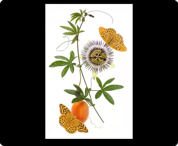 Passion. Silver washed fritillaries on passion flower and fruit