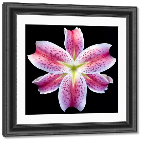 Lily. Stargazer lily