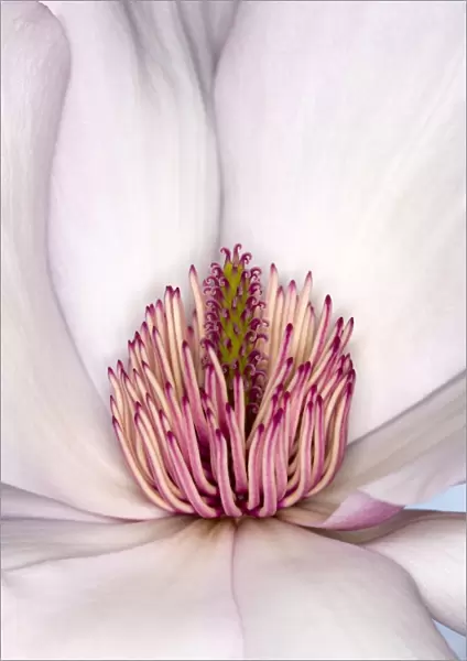 Magnolia sargentiana Flower Detail