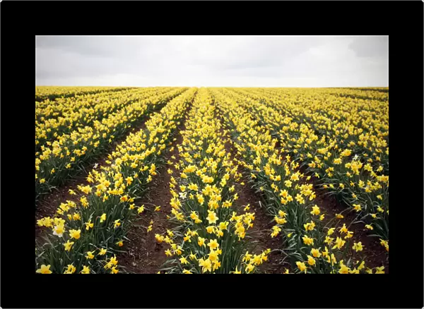Daffodils. Daffodil field near Antony, Cornwall