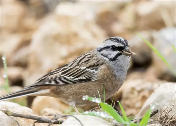 Rock Bunting (Emberiza cia) male, The first plane of the bird with dry seeds bitten in the beak. Spain, Europe