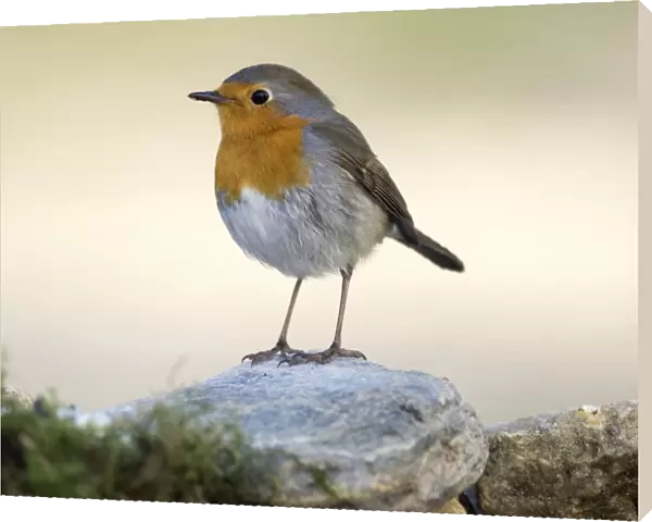 Close-Up Of Robin (Erithacus rubecula), standing on a stone. Spain, Europe