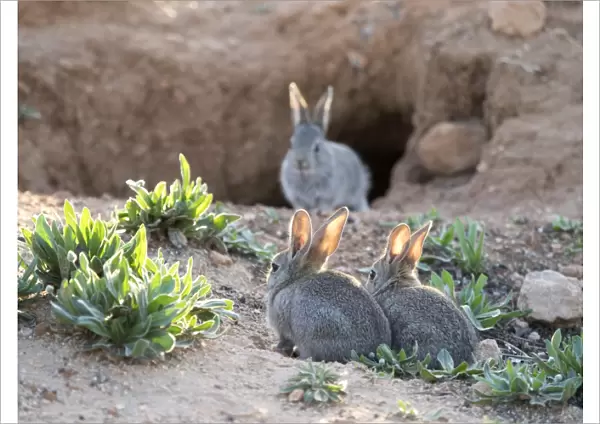 Group of little rabbits playing near his den and watched her mother port ( Species Oryctolagus cuniculus. )