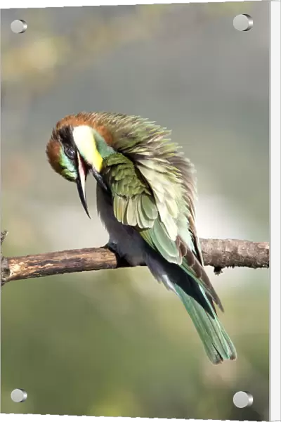 European Bee-eater (Merops apiaster). Bird taking off parasites on a branch with its beak. Spain