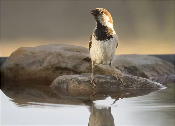 House Sparrow (Passer domesticus), Spain. On a stone reflected in water