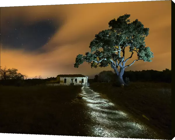 Lit night walk with light painting and oak