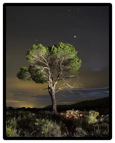 Pine in the night by the light of the moon