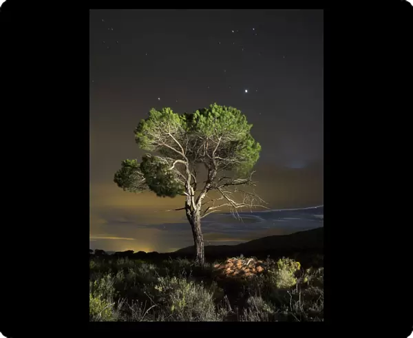 Pine in the night by the light of the moon