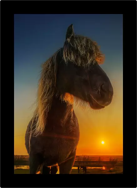 Portrait of Icelandic Horse at Sunset