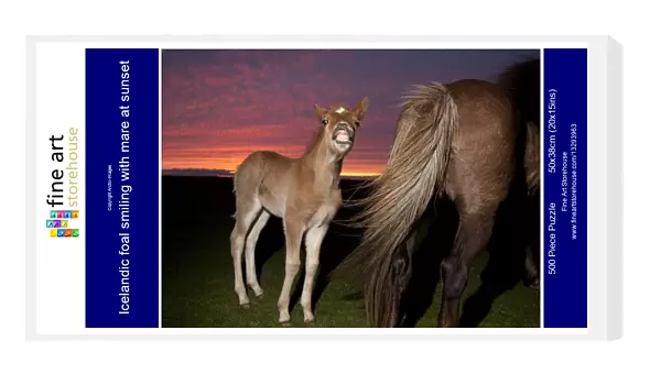 Icelandic foal smiling with mare at sunset