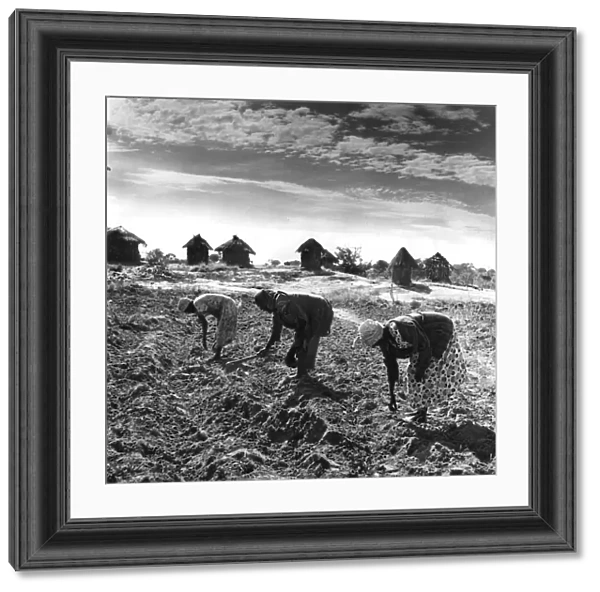 Sowing. Farm workers sow a field