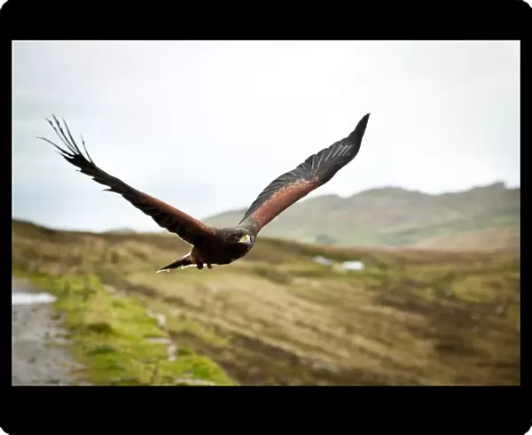In Flight. Harris Hawk in flight over the Donegal Hills
