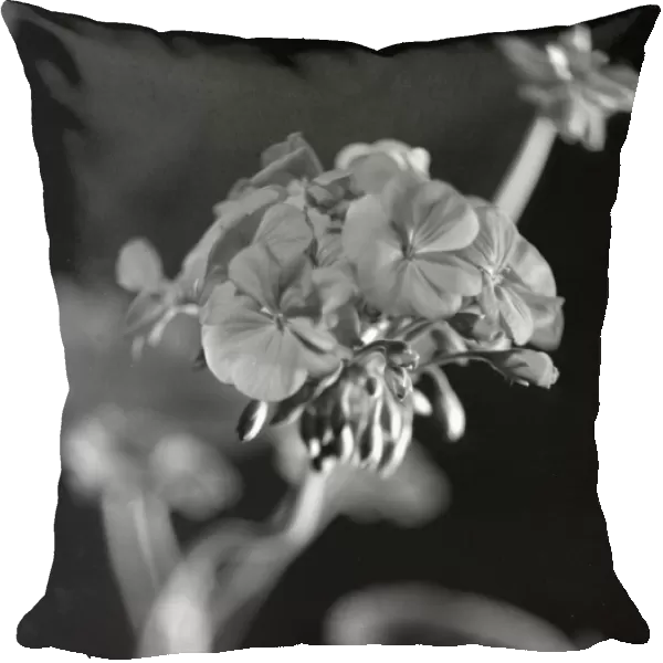In Flower. circa 1935: A close-up of the delicate petals of a geranium