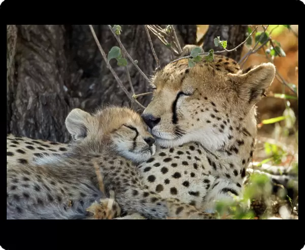 Cheetah with Cub, Ndutu Plains, Tanzania