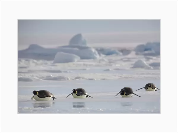 Antarctica, Snow Hill Island, emperor penguins lying on ice