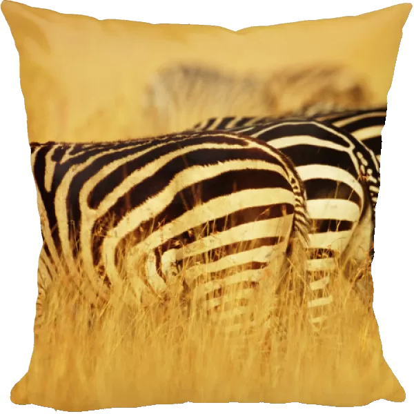 Burchellis zebras (Equus burchelli) standing in row in tall grass