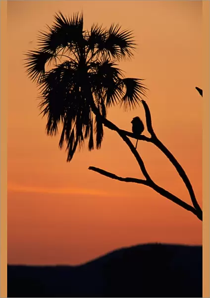 Silhouette of lone chacma baboon (Papio ursinus) in palm tree