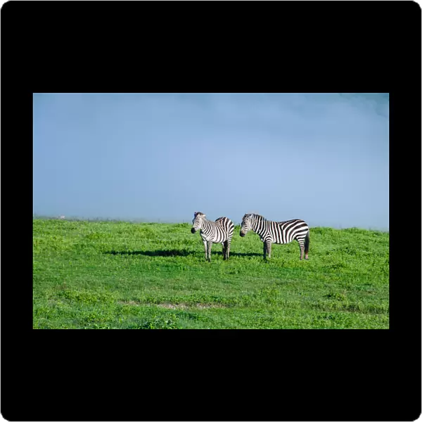 Zebras Flanked by Mist