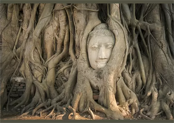 Head of Buddha statue in the tree roots