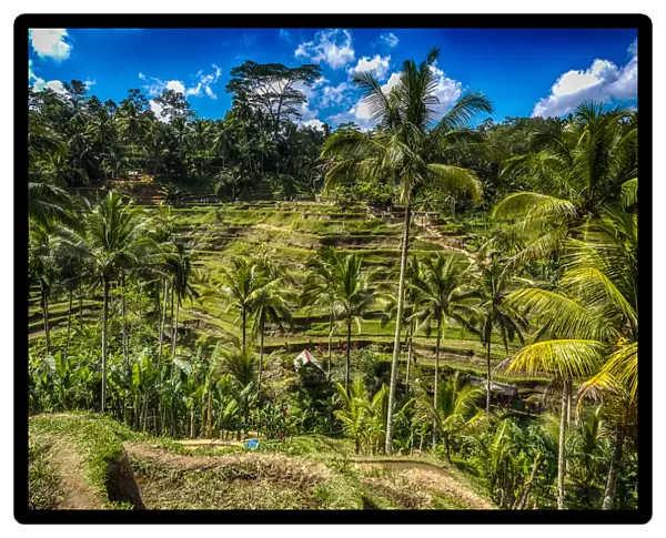 Rice Plantation in Bali