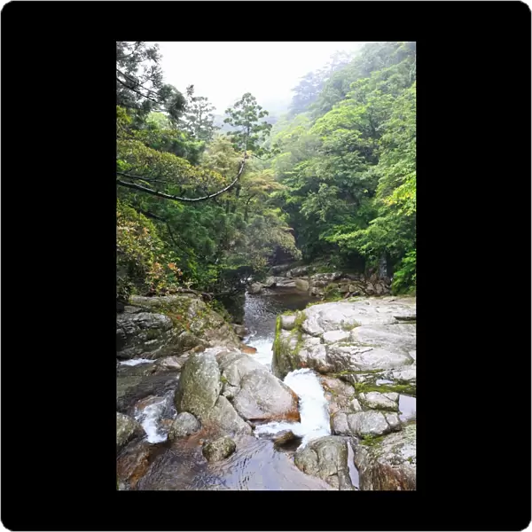 Stream in cedar forest on Yakushima Island