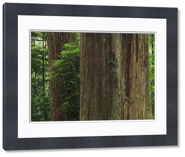 Japan, Wakayama, Kumano Kodo, Large cedar tree trunks in forest, close-up