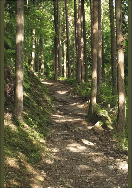 Japan, Wakayama Prefecture, Kumano Kodo, Footpath passing through forest