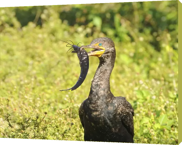 Double-crested cormorant, Phalacrocorax auritus, with freshly caught walking catfish, Clarias batrachus, for lunch. Everglades National Park, Florida, USA. UNESCO World Heritage Site (Biosphere Reserve)