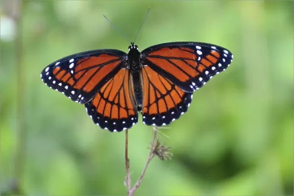 Viceroy butterfly, Limenitis archippus, mimics pattern and coloration of Monarch butterfly. Everglades National Park, Florida, USA. UNSECO World Heritage Site (Biosphere Reserve)