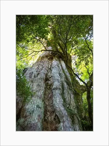 Old Japanese ceder tree in forest, Yakushima