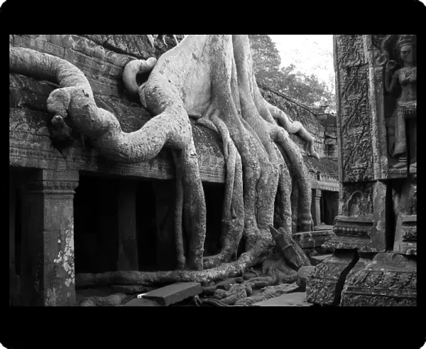 Arbor Day. Banyan tree growing over the ruins of Ta Prohm in Angkor Wat