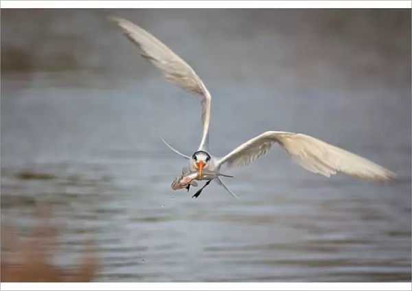Incoming Tern with fish
