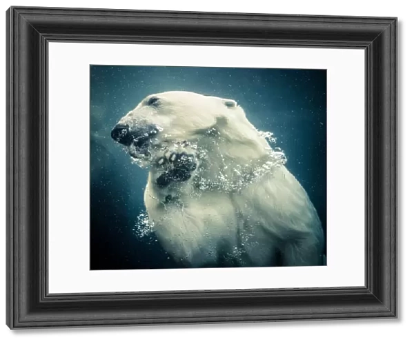 Polar bear swimming