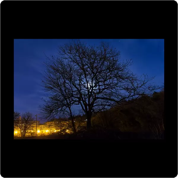 Moon Rise behind Tree Silhouette