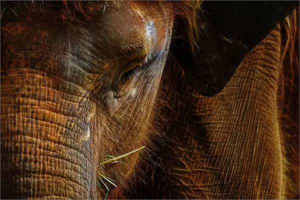 Portrait of an Asian Elephant