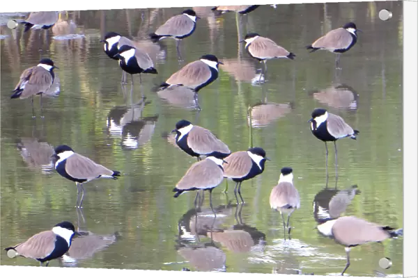 Spur-winged Lapwing (Vanellus spinosus) flock in water with reflection, The Gambia