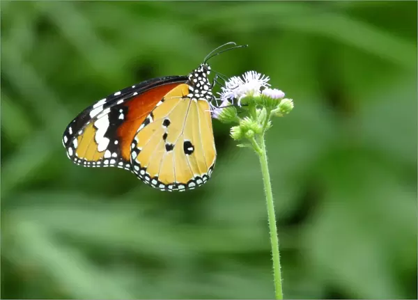 A monarch butterfly, Danaus plexippus