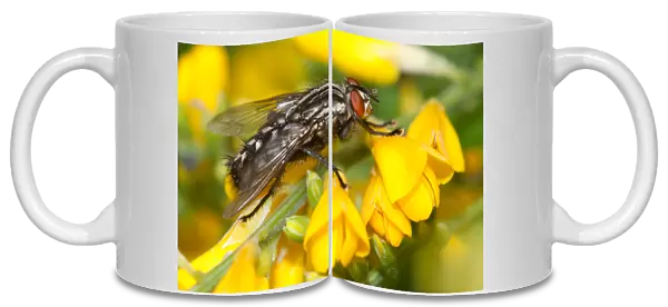 Fly on flowers