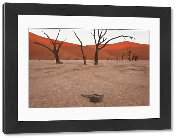 Dead Trees, Dry Clay Pan, Dead Vlei, Namibia