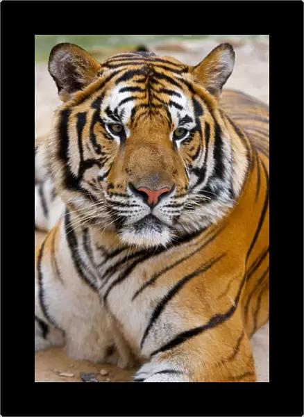 Indochinese or Corbetts Tiger