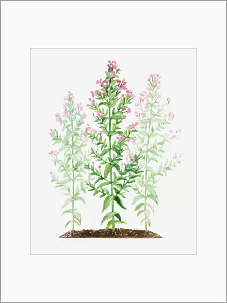 Illustration of Epilobium hirsutum (Great willowherb), stems of pink flowers
