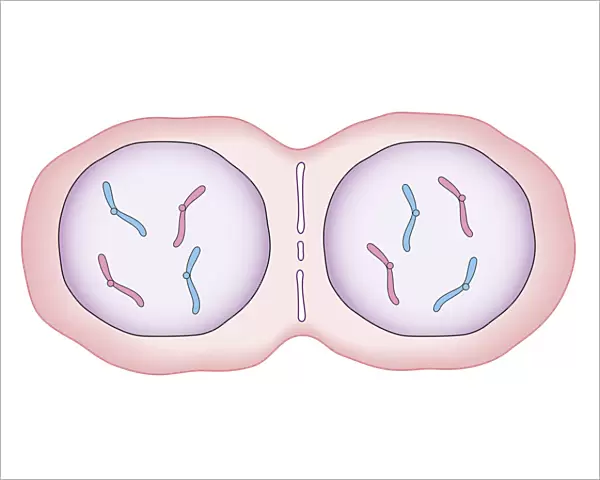 Cross section biomedical illustration of mitosis where nucleus membrane form around each set of chromosomes and the cell begins to divide in two