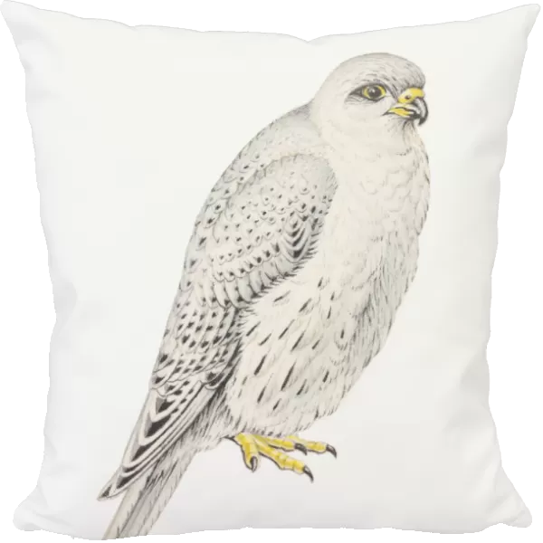 Illustration of Grey Falcon (Falco hypoleucos)