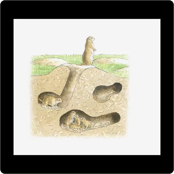 Cross section illustration of Prairie Dog burrow with tunnels and family in chamber and adult sitting near entrance