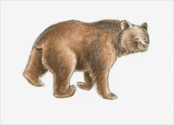 Illustration of a brown bear