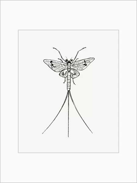 Black and white illustration of a mayfly
